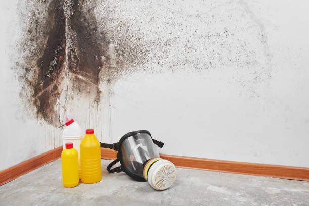 Best Toxic Mold Removal  in Inverness, IL