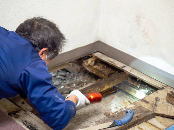 Best Mold Removal Specialists  in Inverness, IL