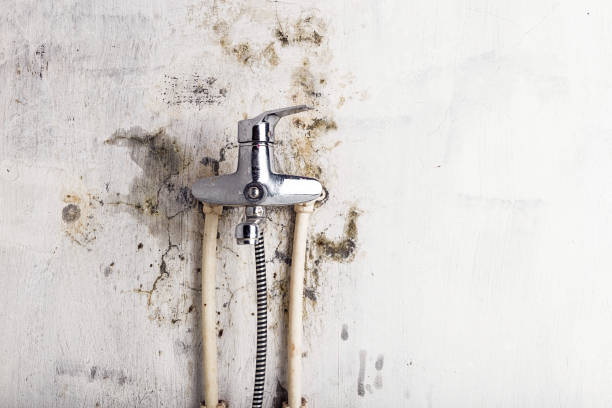 Best Mold Removal Company Near Me  in Inverness, IL