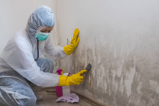 Best Mold Testing and Removal  in Inverness, IL