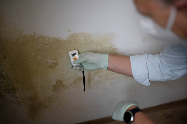 Best Fast Mold Removal  in Inverness, IL
