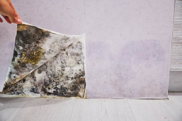 Best Office Mold Removal Services  in Inverness, IL